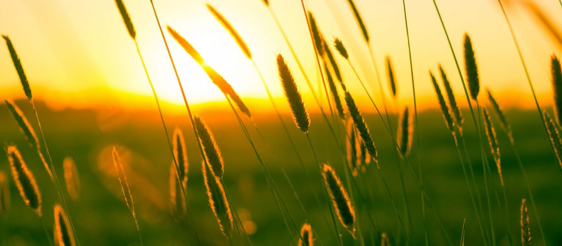 pexels-skitterphoto-9568